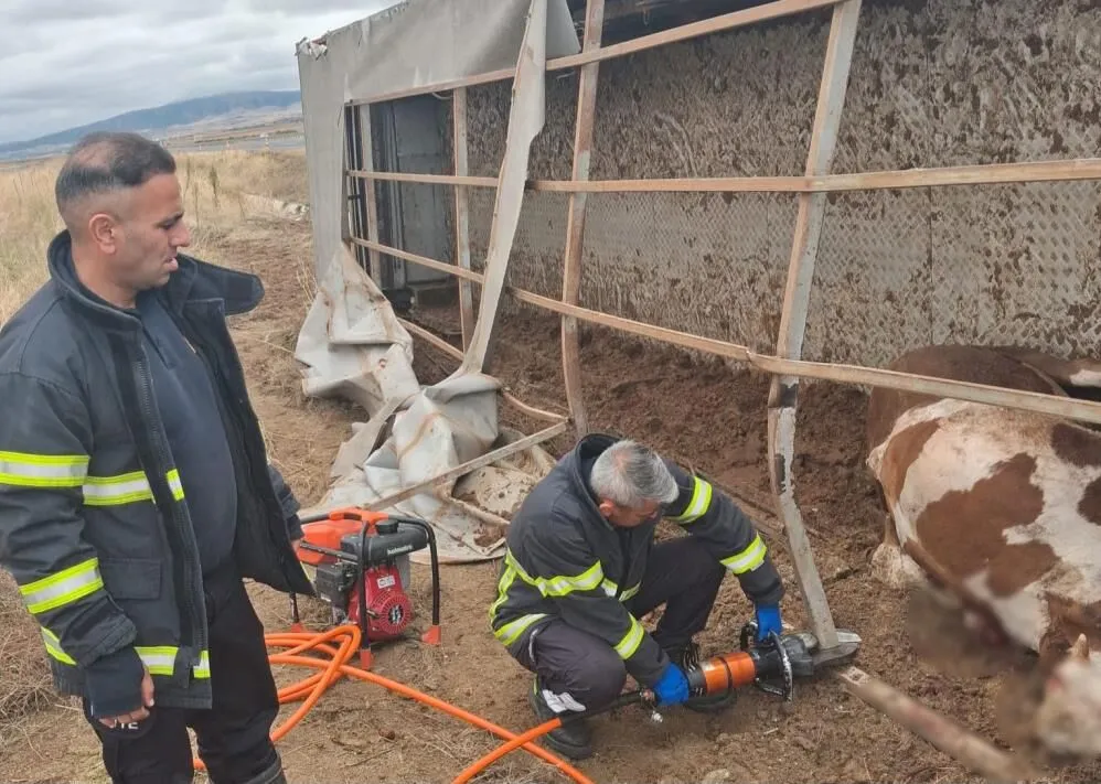 Aksaray’da 49 Büyükbaş Hayvan Taşıyan Tır Su Kanalına Devrildi